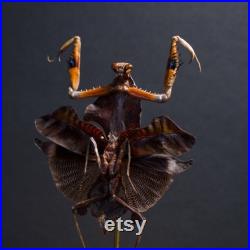 Magnifique Mante Deroplatys desiccata appelée aussi mante feuille morte, sous globe Cabinet Curiosités-Cloche-Naturalisé-Entomologie