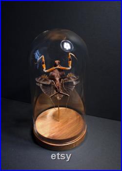 Magnifique Mante Deroplatys desiccata appelée aussi mante feuille morte, sous globe Cabinet Curiosités-Cloche-Naturalisé-Entomologie