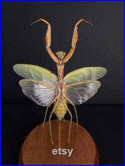Magnifique Mante Hierodula Venosa appelée aussi UFO Mantis, sous globe Cabinet Curiosités-Cloche-Naturalisé-Entomologie