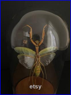 Magnifique Mante Hierodula Venosa appelée aussi UFO Mantis, sous globe Cabinet Curiosités-Cloche-Naturalisé-Entomologie