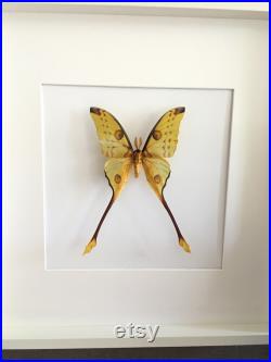 Magnifique Papillon Comète XXL Argema Mittrei de Madagascar naturalisé sous cadre en bois laqué blanc 50cmx50cm-Curiosités- Entomologie