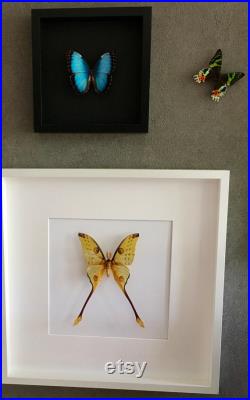 Magnifique Papillon Comète XXL Argema Mittrei de Madagascar naturalisé sous cadre en bois laqué blanc 50cmx50cm-Curiosités- Entomologie