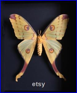 Magnifique Papillon Comète XXL Argema Mittrei de Madagascar naturalisé sous splendide caisson luxe en bois noir Entomologie