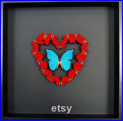 Magnifique composition de véritables Papillons Morpho didius et Sangaris Morpho in Love 50cm x 50 cm