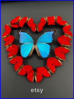 Magnifique composition de véritables Papillons Morpho didius et Sangaris Morpho in Love 50cm x 50 cm