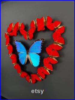 Magnifique composition de véritables Papillons Morpho didius et Sangaris Morpho in Love 50cm x 50 cm