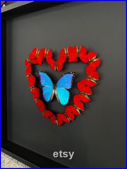 Magnifique composition de véritables Papillons Morpho didius et Sangaris Morpho in Love 50cm x 50 cm