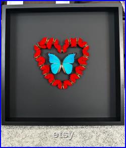 Magnifique composition de véritables Papillons Morpho didius et Sangaris Morpho in Love 50cm x 50 cm