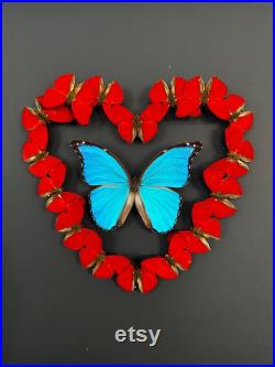 Magnifique composition de véritables Papillons Morpho didius et Sangaris Morpho in Love 50cm x 50 cm