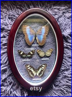 Magnifique exposition de taxidermie de papillon vintage Entomologie encadrée Cabinet de curiosités Décor éclectique d étrangeté animale