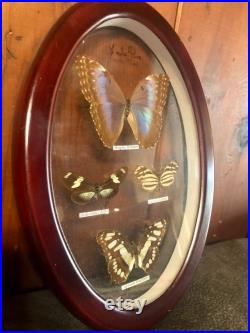 Magnifique exposition de taxidermie de papillon vintage Entomologie encadrée Cabinet de curiosités Décor éclectique d étrangeté animale