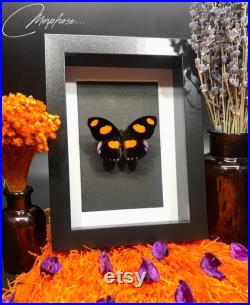 Magnifique papillon Catonephele numilia naturalisé sous cadre vitrine noir. Décoration pour cabinet de curiosités.