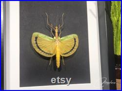 Magnifique phasme Eurynecroscia nigrofasciata naturalisé, originaire de Malaisie sous cadre vitrine. Décoration pour cabinet de curiosités.