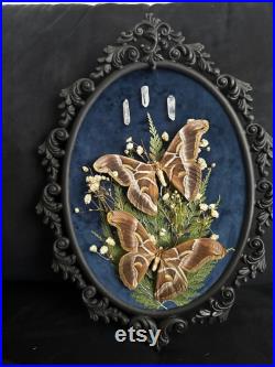 Magnifiques duo de papillons sous cadre vintage italien avec fleurs séchées et pierre naturelle entomologie, curiosité, vintage