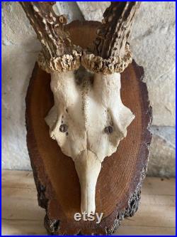 Majestic Antique Antlers Absolutelly Stunning and Hypnotisant Old Wooden Base Authentic Rustic Touches for your Beautiful Home AMAZING