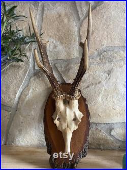 Majestic Antique Antlers Absolutelly Stunning and Hypnotisant Old Wooden Base Authentic Rustic Touches for your Beautiful Home AMAZING