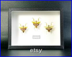 Mantes fleur naturalisées sous cadre Creobroter gemmatus (Insecte, entomologie, taxidermie, curiosité)