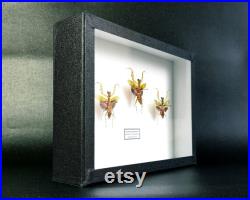 Mantes fleur naturalisées sous cadre Creobroter gemmatus (Insecte, entomologie, taxidermie, curiosité)