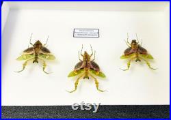 Mantes fleur naturalisées sous cadre Creobroter gemmatus (Insecte, entomologie, taxidermie, curiosité)