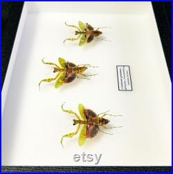 Mantes fleur naturalisées sous cadre Creobroter gemmatus (Insecte, entomologie, taxidermie, curiosité)