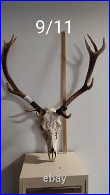 Massacre Bois De Cerf Taxidermie Trophee Chasse Deco Vintage