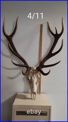 Massacre Bois De Cerf Taxidermie Trophee Chasse Deco Vintage