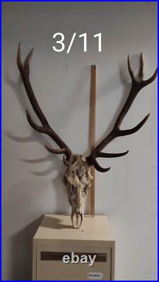 Massacre Bois De Cerf Taxidermie Trophee Chasse Deco Vintage