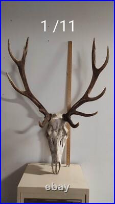 Massacre Bois De Cerf Taxidermie Trophee Chasse Deco Vintage