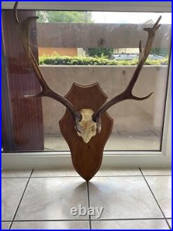 Massacre Bois Trophée De Daim taxidermie trophée CHASSE deco vintage rare