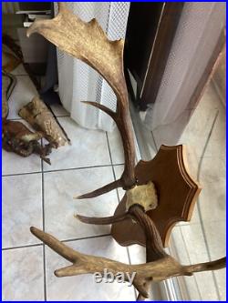 Massacre Bois Trophée De Daim taxidermie trophée CHASSE deco vintage rare