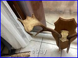 Massacre Bois Trophée De Daim taxidermie trophée CHASSE deco vintage rare