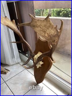 Massacre Bois Trophée De Daim taxidermie trophée CHASSE deco vintage rare