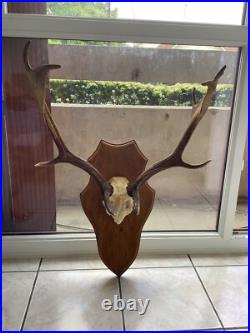 Massacre Bois Trophée De Daim taxidermie trophée CHASSE deco vintage rare