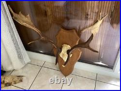 Massacre Bois Trophée De Daim taxidermie trophée CHASSE deco vintage rare