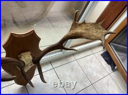 Massacre Bois Trophée De Daim taxidermie trophée CHASSE deco vintage rare