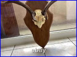 Massacre Bois Trophée De Daim taxidermie trophée CHASSE deco vintage rare