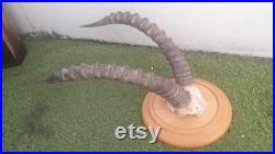 Massacre d'antilope Topi sur socle Damaliscus korrigum Massacre d'antilope Topi sur socle Damaliscus korrigum