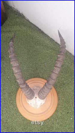 Massacre d'antilope Topi sur socle Damaliscus korrigum Massacre d'antilope Topi sur socle Damaliscus korrigum