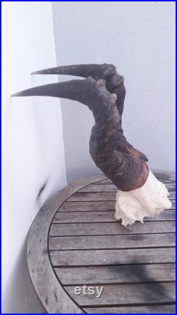 Massacre de Bubale roux Alcelaphus buselaphus