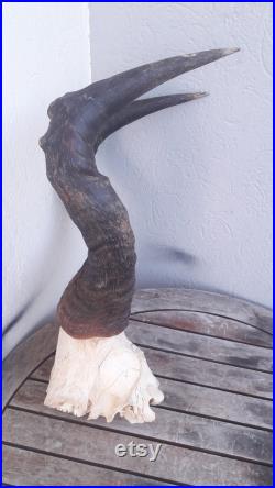 Massacre de Bubale roux Alcelaphus buselaphus