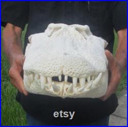 Massive 24.5 par 11-1 4 pouces Florida Alligator Skull with Unique Teeth From a 13 Foot Gator Taxidermy Swamp Wars