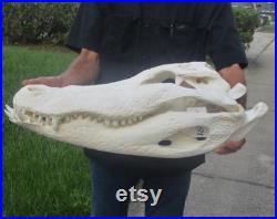 Massive 24.5 par 11-1 4 pouces Florida Alligator Skull with Unique Teeth From a 13 Foot Gator Taxidermy Swamp Wars