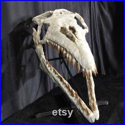 Mesmerizing Mosasaurus Platecarpus Fossil Skull Cretaceous Beauty Jurassic Legacy Mosasaurus Skulls