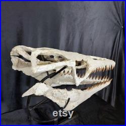 Mesmerizing Mosasaurus Platecarpus Fossil Skull Cretaceous Beauty Jurassic Legacy Mosasaurus Skulls