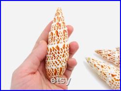 Mitra papalis, grand coquillage exotique, coquillage orange et blanc, cabinet de curiosité, collection coquillage, décoration intérieure