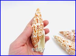 Mitra papalis, grand coquillage exotique, coquillage orange et blanc, cabinet de curiosité, collection coquillage, décoration intérieure
