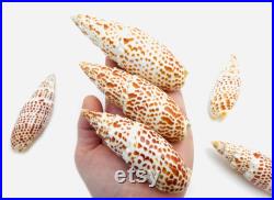 Mitra papalis, grand coquillage exotique, coquillage orange et blanc, cabinet de curiosité, collection coquillage, décoration intérieure