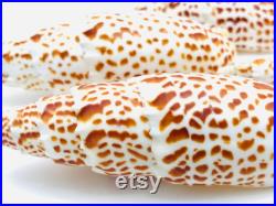 Mitra papalis, grand coquillage exotique, coquillage orange et blanc, cabinet de curiosité, collection coquillage, décoration intérieure