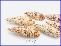 Mitra papalis, grand coquillage exotique, coquillage orange et blanc, cabinet de curiosité, collection coquillage, décoration intérieure