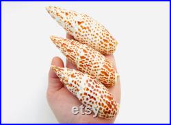 Mitra papalis, grand coquillage exotique, coquillage orange et blanc, cabinet de curiosité, collection coquillage, décoration intérieure